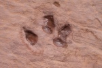 Dinosaur Track