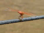 Orange Dragon Fly resting 