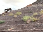 Wild horse in Cha Canyon