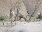 Mountain Sheep in Mountain Sheep Canyon - note tracking collars