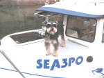(SEA3PO) Roxie (boaty dog)