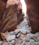 Baxter Loves the Slot at Smith Fork Canyon 9-20-10