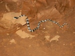 Snake in Slot at Smith Fork Canyon 9-20-10