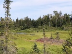 Moose seen in the distance near Minong Mine on one of the McCargoe Cove hikes