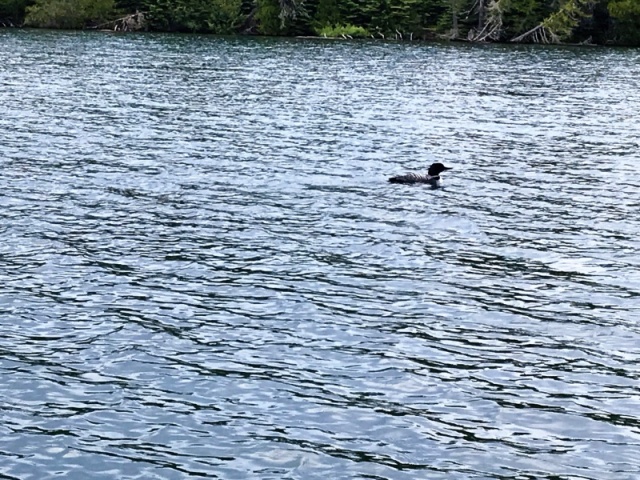 Loons in McCargoe Cove