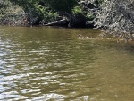 Hay Bay Merganser family