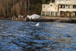 Great white in Lake Washington (an interesting mooring buoy).