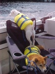 8-9-03, Spud getting boost from Hooter so he can look for C-Dory's.JPG