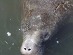 Another Friend On St. Johns River