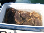 1st  time crabs 11-15-2009