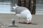 Seagull starfish