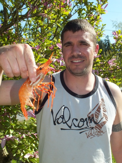 Huge Spot Shrimp!