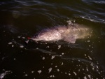 Highlight for Album: Lower Columbia Sturgeon Fest, 2005