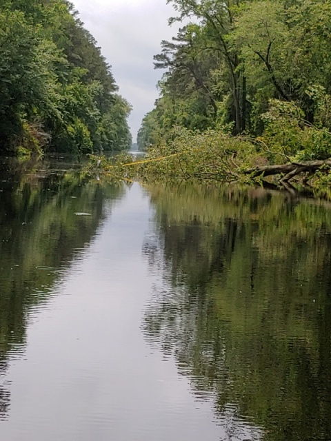 Tree almost blocking Dismal Swamp canal.