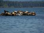 Just a few of the seals sunning themselves after taking all of the bait from the lobster pots.