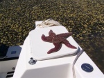 Maine has some very small starfish as a result of the cold water.