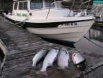 In Harbor, 4 Spring King Salmon