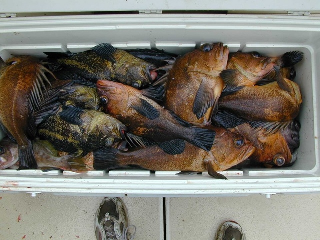 (Mason C. Bailey) Halibut closed, so we fished for Rock Fish, May 21, 2004, Neah Bay.