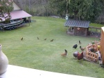 Currently 12 Chickens, averaging 7 eggs/day.  2011