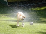 Couldn't resist this picture of our dog Scout, he had just refreshed himself in the creek after playing soccer.  4/18/07