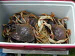 15 crab per hour, 7/16/05(Mason C. Bailey) 