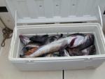 (Mason C. Bailey) Neah Bay Trip 5/10/05
Morning catch off of Tatosh, 5/9/05.