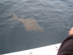 During our April 2009 Ling Cod trip, lots of Halibut but it was closed!