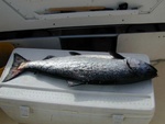 40lb Salmon caught on McNaughty at Umatila reef, 2003.JPG