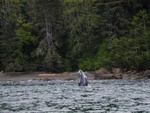 Whale off Sekui point, 2003.