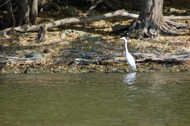 Egret fishing.