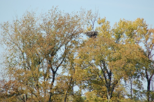 
Eagles nest on Mississippi near Hastings,MN.