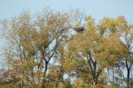 
Eagles nest on Mississippi near Hastings,MN.