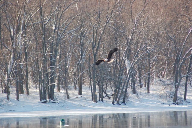 Eagles like the year round open water out front
