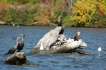 Cormorants getting ready to migrate.
