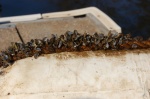 Our freshwater version of Barnacles known as Zebra Mussels. Very invasive they can infiltrate and block cooling systems.