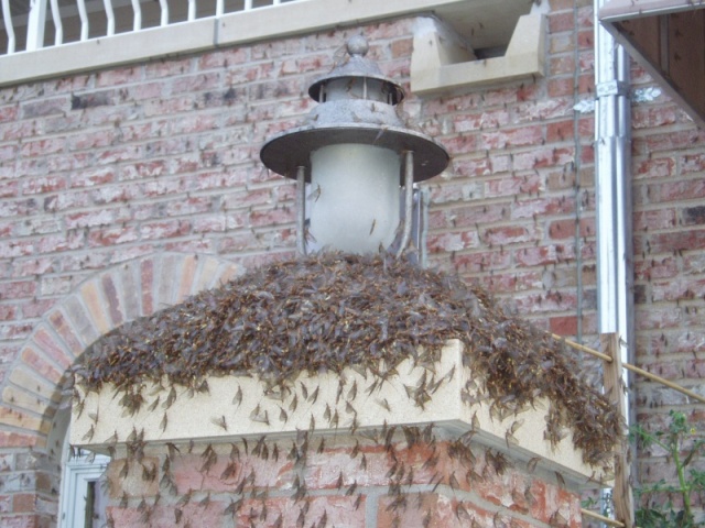 Mayfly hatch '05, supposed sign of a healthy river.