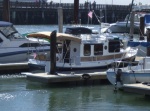 San Francisco Pier 39 Marina 5-17-08