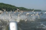 Attack of the flying fish (silver carp)