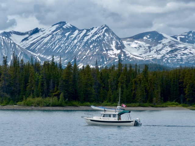 Silvertip on Lake Atlin in NW British Columbia, June, 2017