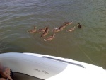 feeding ducks while at anchor on the ohio river aug. 2010