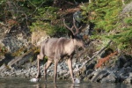 (MOOSE) Slate Islands Woodland Caribou 3