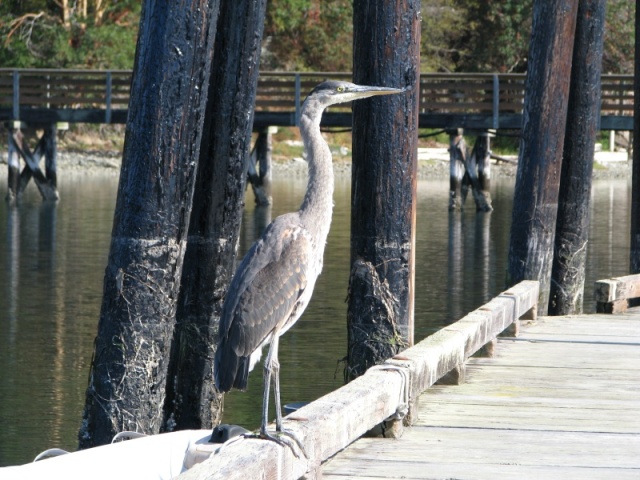 Great Blue Heron, nearly fearless, 10 feet from me at Mystery Bay SP dock.