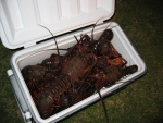 Limits of bugs!! Not bad for 1st lobster season!!
