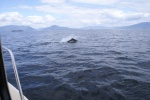 Northbound-DSC06397 Ernest Sound - Dall's Porpoises - A dozen or more of these living torpedoes played around the boat for 15 or 20 minutes. There are reports of these guys hitting 30 knots!  This is a typical breach - they rarely go completely airborne.