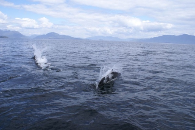 Northbound-DSC06408 Ernest Sound - Dall's Porpoises