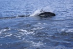 Northbound-DSC06424 Ernest Sound - Dall's Porpoises