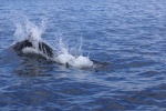 Northbound-DSC06427 Ernest Sound - Dall's Porpoises