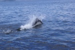 Northbound-DSC06428 Ernest Sound - Dall's Porpoises