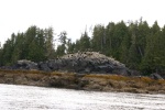 Southbound-DSC06568 A few eagles near Reid Passage.