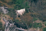 Hornless mountain goat - Prince William Sound, AK